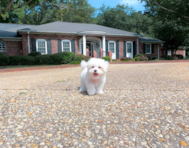 9 week old Maltese Puppy For Sale - Simply Southern Pups