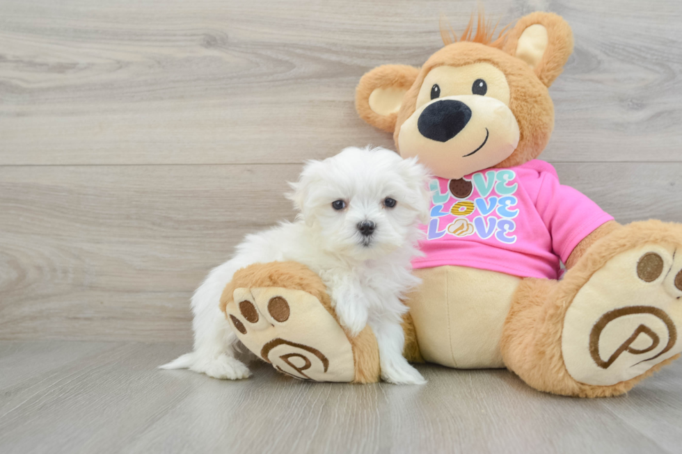 Friendly Maltese Baby