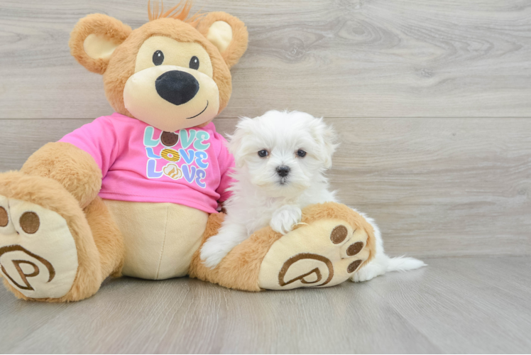 Fluffy Maltese Purebred Puppy