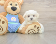 7 week old Maltese Puppy For Sale - Simply Southern Pups