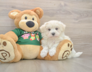 10 week old Maltese Puppy For Sale - Simply Southern Pups