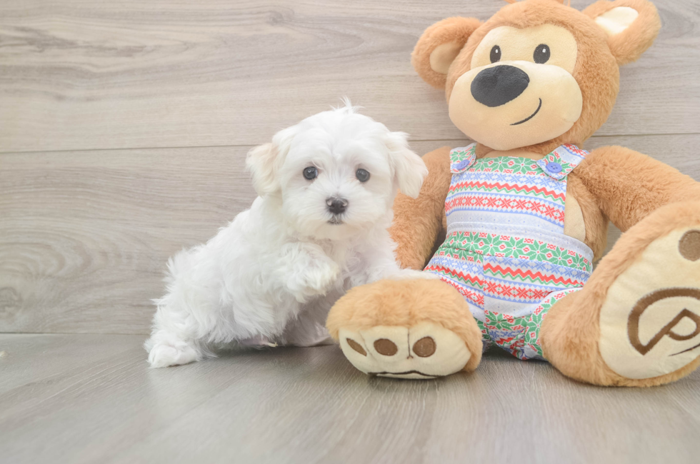 8 week old Maltese Puppy For Sale - Simply Southern Pups