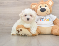 7 week old Maltese Puppy For Sale - Simply Southern Pups
