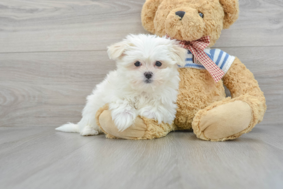 Cute Maltese Purebred Puppy