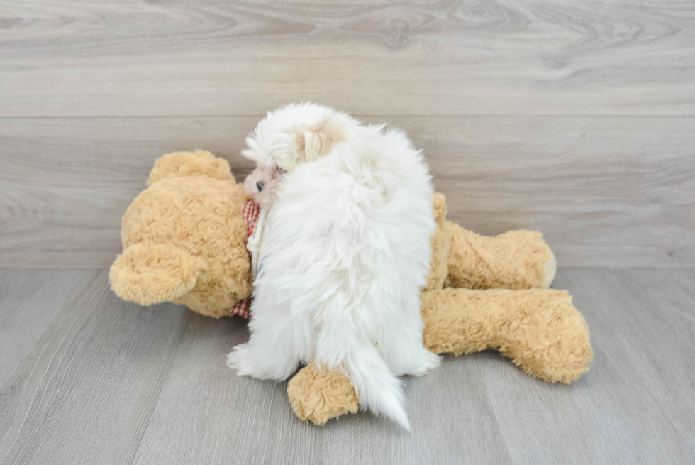 Small Maltese Baby