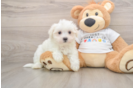 Maltese Pup Being Cute