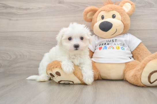 Maltese Pup Being Cute