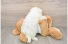 Maltese Puppy for Adoption