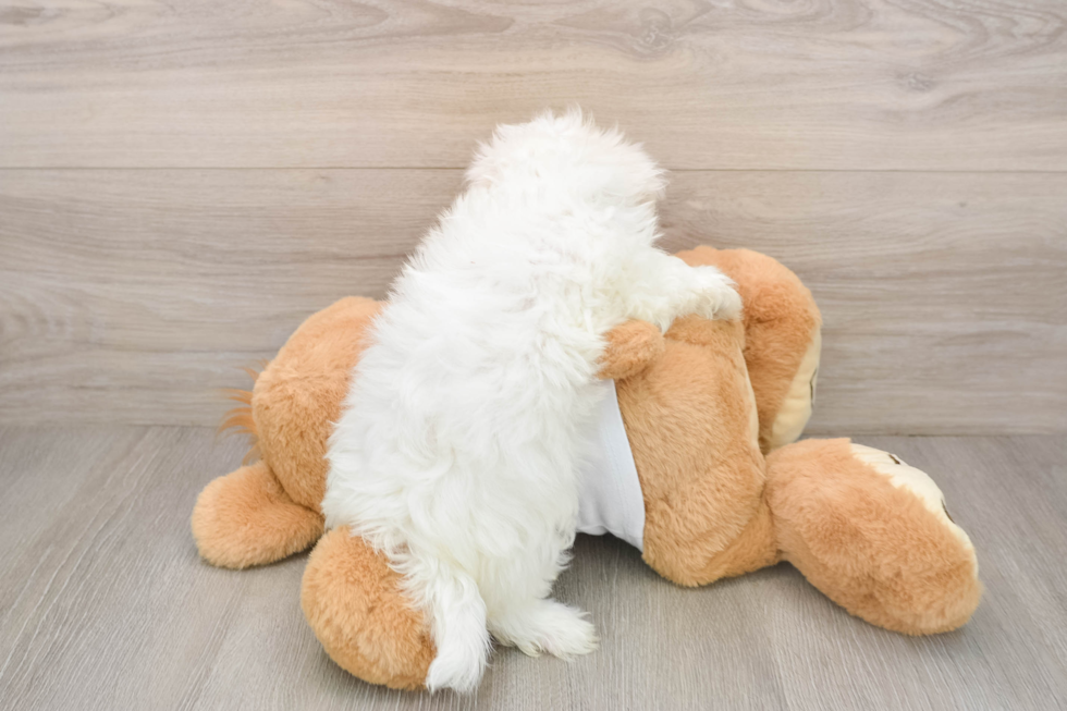 Maltese Puppy for Adoption