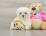 8 week old Maltese Puppy For Sale - Simply Southern Pups
