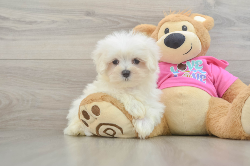8 week old Maltese Puppy For Sale - Simply Southern Pups