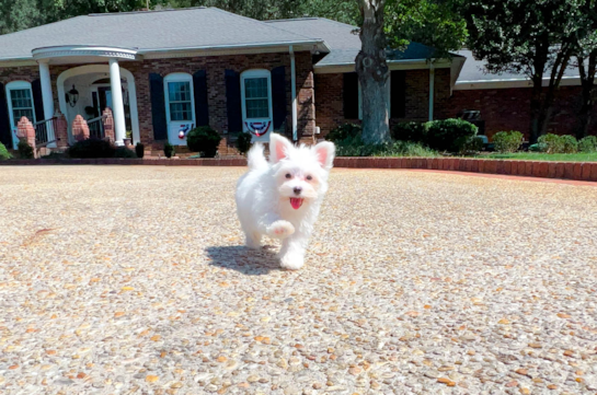 Maltese Puppy for Adoption