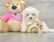 8 week old Maltese Puppy For Sale - Simply Southern Pups