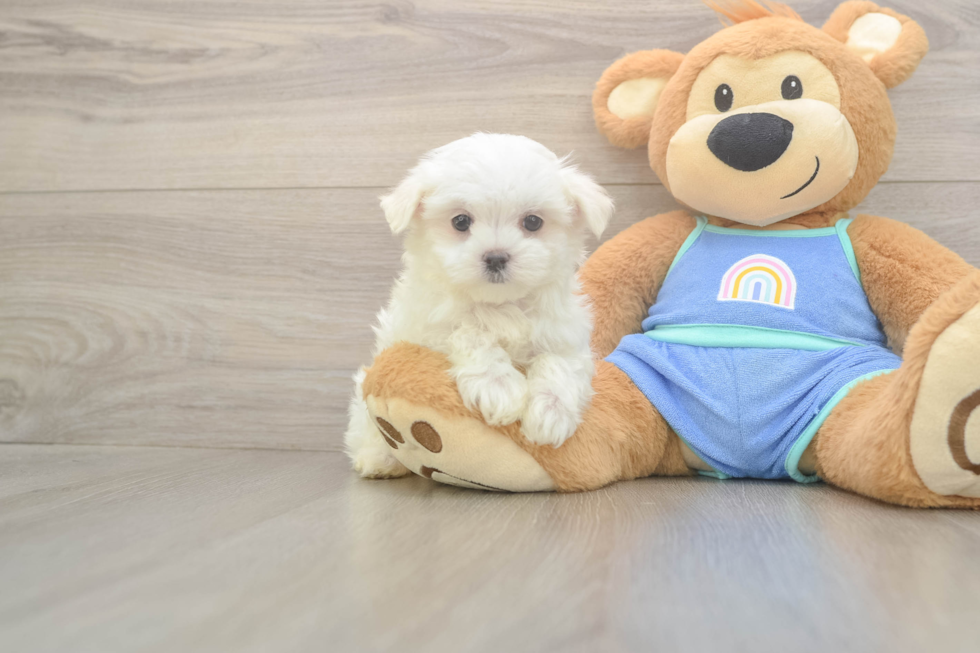 Meet Martin - our Maltese Puppy Photo  2/3 - Simply Southern Pups Maltese Pup Being Cute