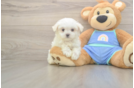 Meet Martin - our Maltese Puppy Photo  2/3 - Simply Southern Pups Maltese Pup Being Cute