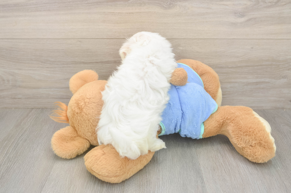 Meet Martin - our Maltese Puppy Photo  3/3 - Simply Southern Pups Akc Registered Maltese Baby