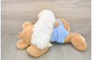 Meet Martin - our Maltese Puppy Photo  3/3 - Simply Southern Pups Akc Registered Maltese Baby