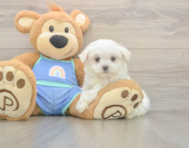 7 week old Maltese Puppy For Sale - Simply Southern Pups