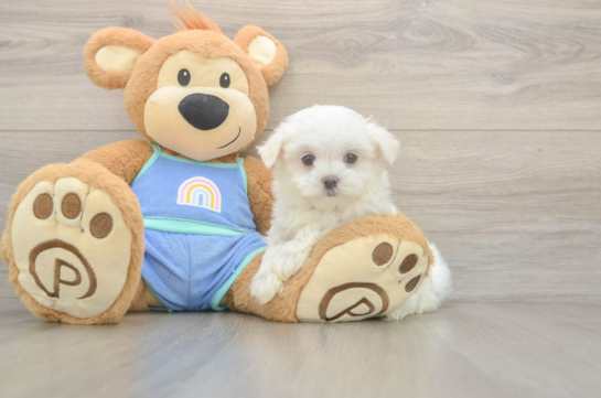 8 week old Maltese Puppy For Sale - Simply Southern Pups Energetic Maltese Purebred Puppy