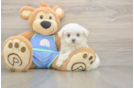 Meet Martin - our Maltese Puppy Photo  1/3 - Simply Southern Pups Energetic Maltese Purebred Puppy