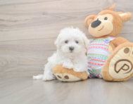 7 week old Maltese Puppy For Sale - Simply Southern Pups