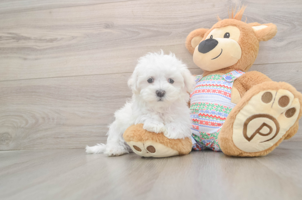 8 week old Maltese Puppy For Sale - Simply Southern Pups