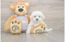 Fluffy Maltese Purebred Puppy