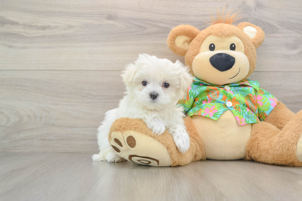 Little Maltese Purebred Pup