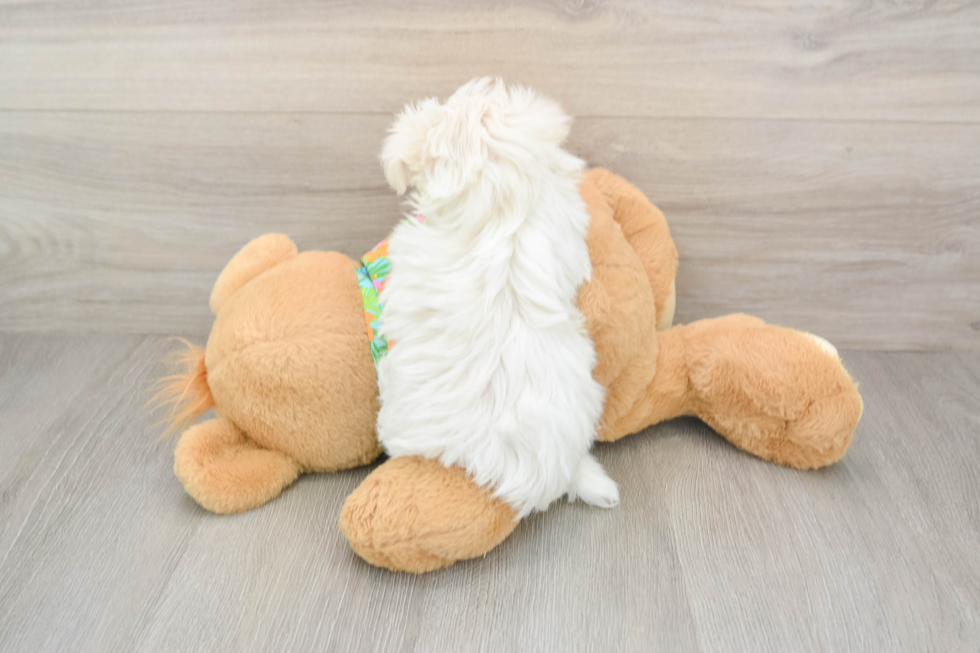 Maltese Puppy for Adoption