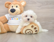 8 week old Maltese Puppy For Sale - Simply Southern Pups