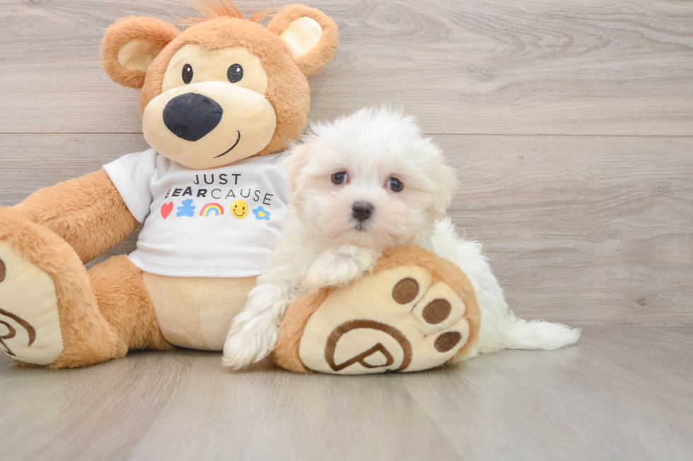 Maltese Puppy for Adoption
