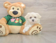 11 week old Maltese Puppy For Sale - Simply Southern Pups