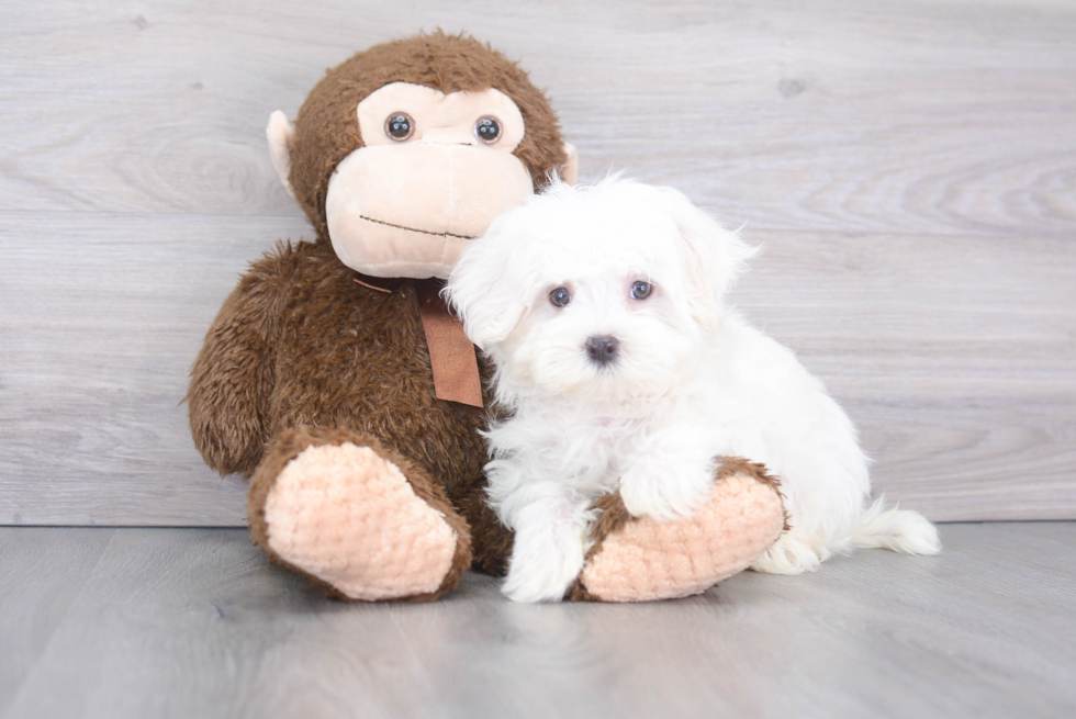 Maltese Pup Being Cute