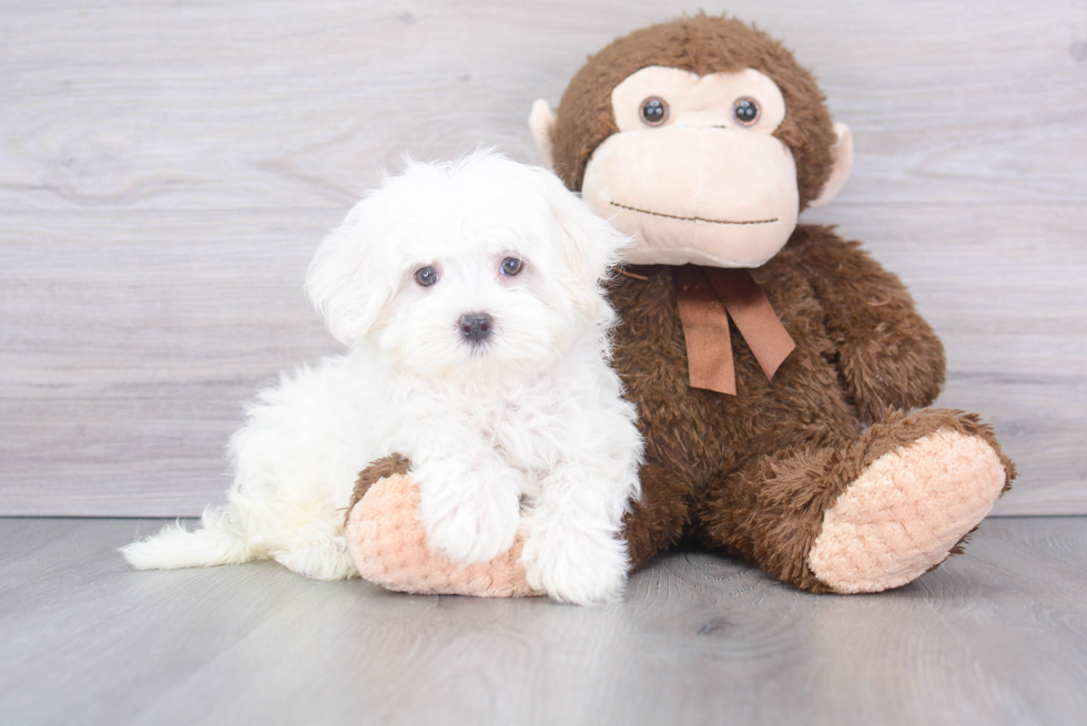 Maltese Pup Being Cute