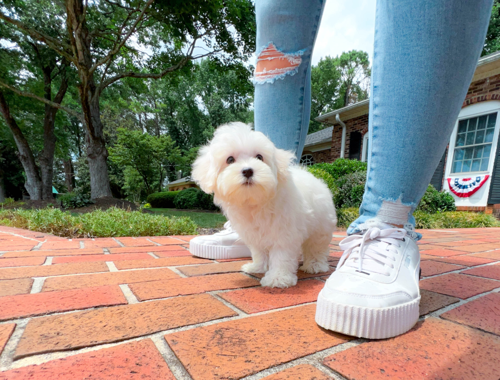 Best Maltese Baby