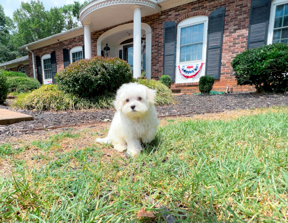 Maltese Pup Being Cute