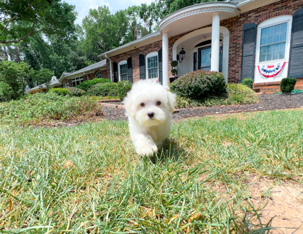 Maltese Pup Being Cute