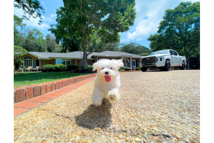 Cute Maltese Purebred Pup