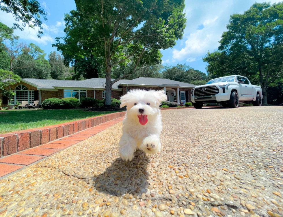 Cute Maltese Purebred Pup
