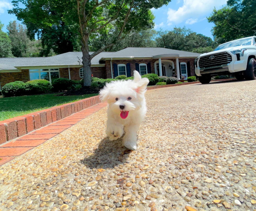 Best Maltese Baby