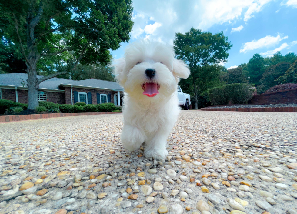 Best Maltese Baby