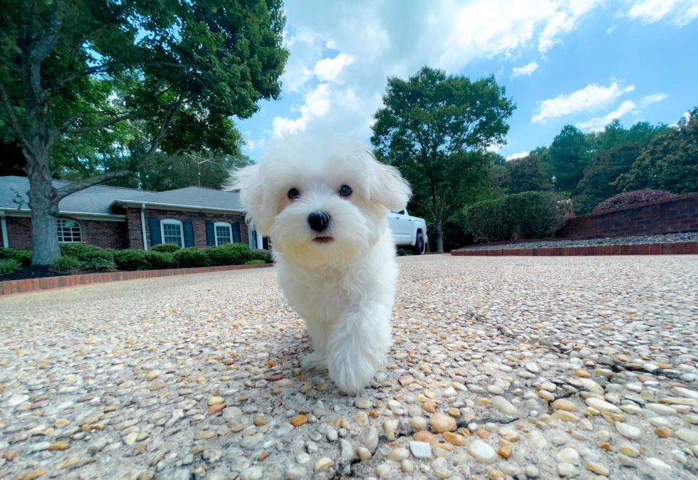 Cute Maltese Baby