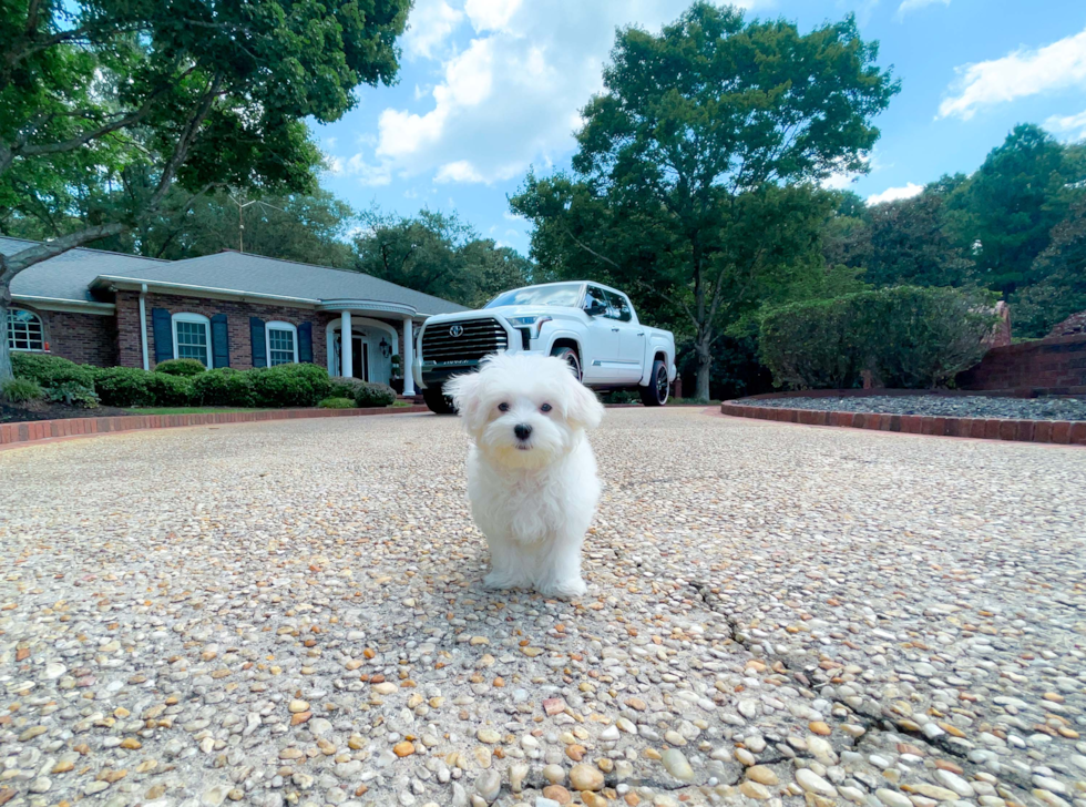 Cute Maltese Purebred Puppy