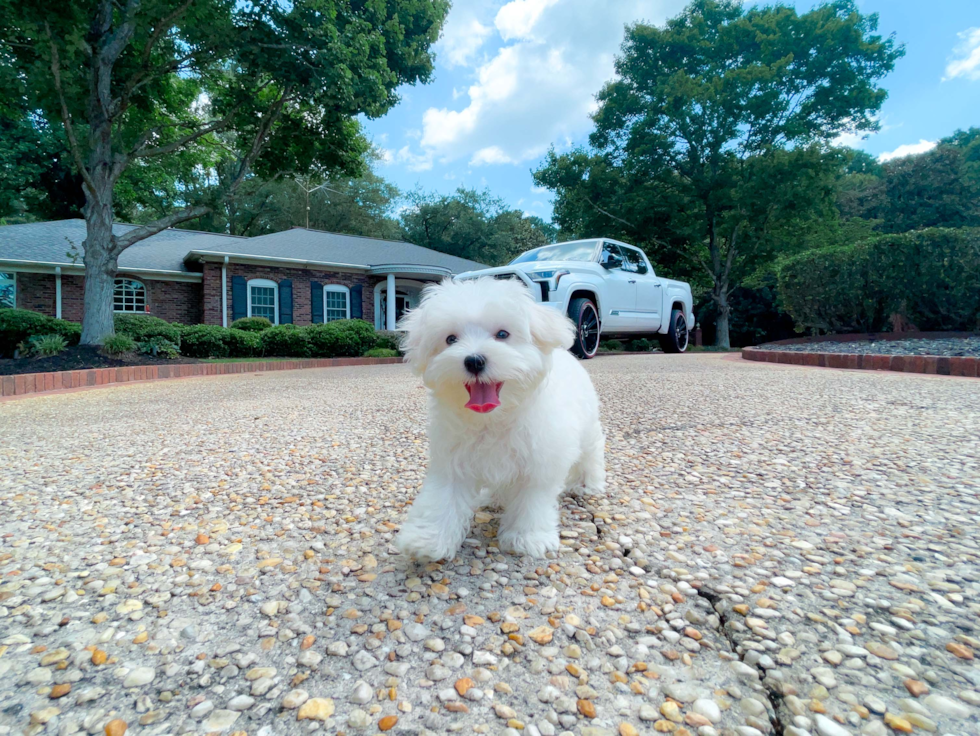 Cute Maltese Purebred Pup