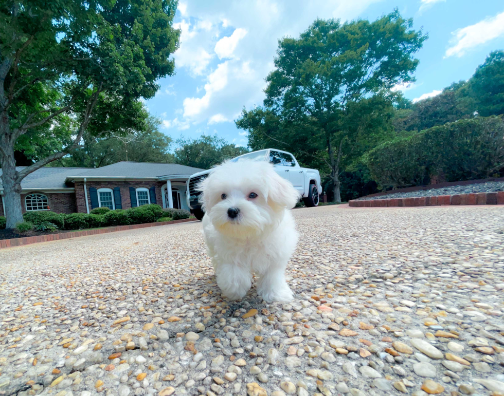Best Maltese Baby
