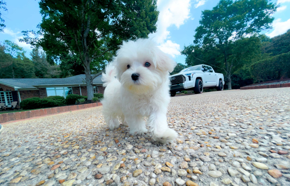 Cute Maltese Purebred Pup