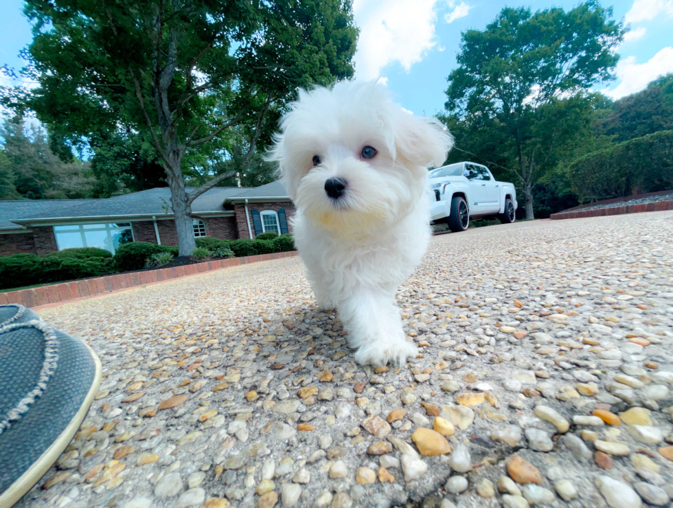 Maltese Puppy for Adoption