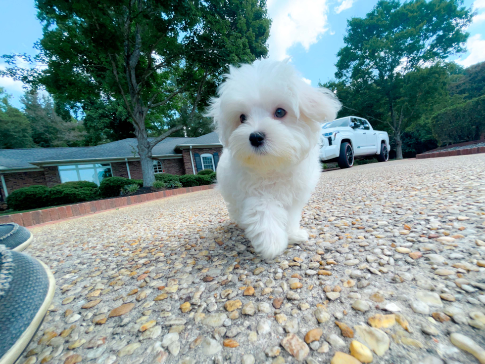 Maltese Puppy for Adoption
