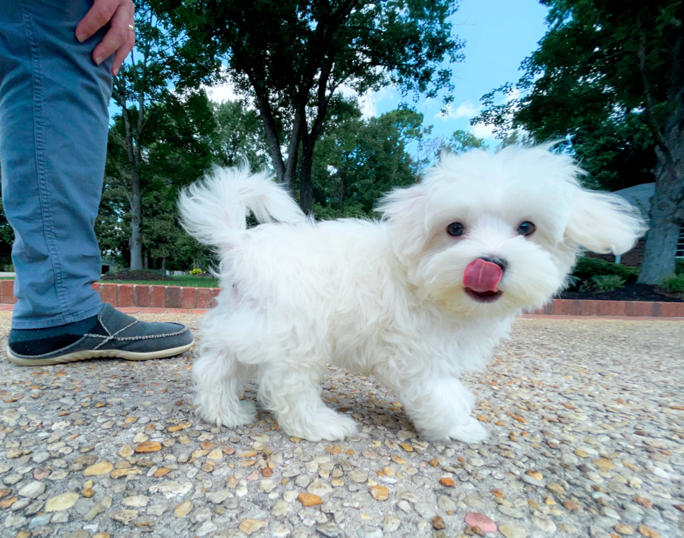 Cute Maltese Purebred Puppy