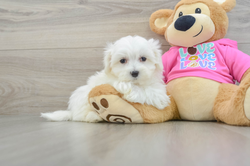 10 week old Maltese Puppy For Sale - Simply Southern Pups